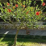 Joanna's 라시