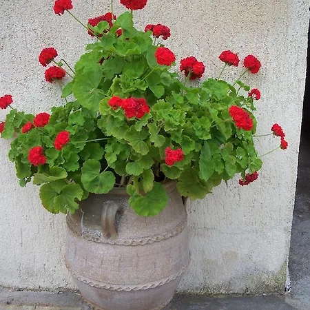 Joanna's Lassi (Kefalonia)